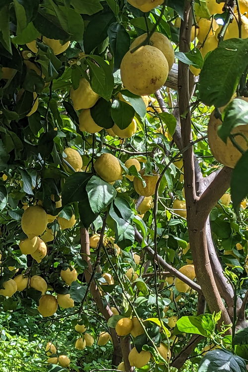 An den steilen Hängen der Amalfitana finden sich überall Zitronen