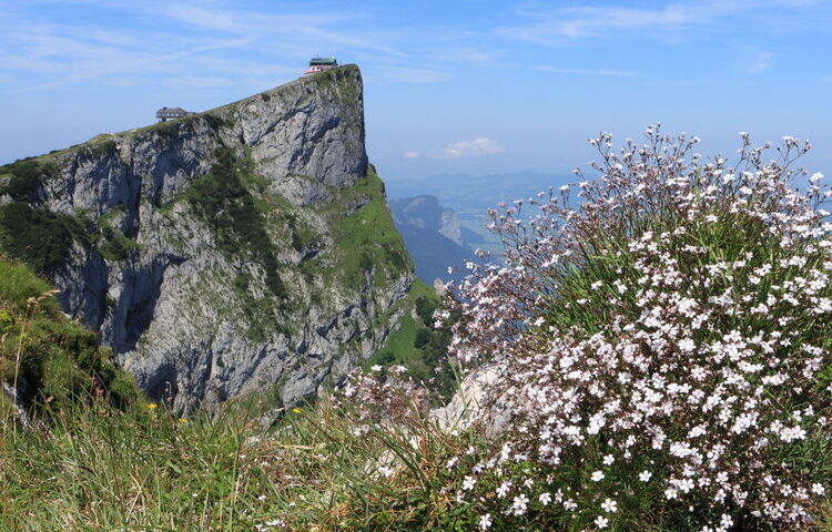 Der Schafberg zeigt sich im Profil von seiner besten Seite!