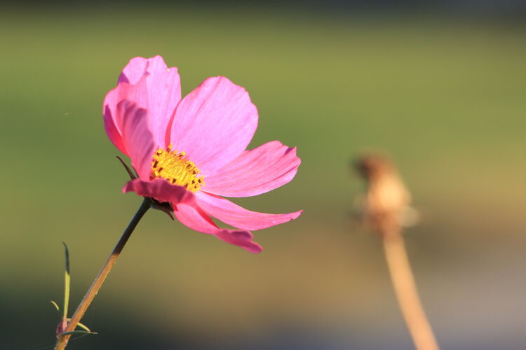 Eine Herbstanenome streckt sich dem letzten Tageslicht entgegen