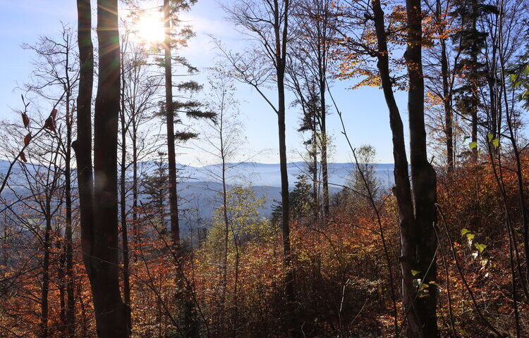 Wunderbare Herbststimmung beim Abstieg von der Harlachberger Spitze