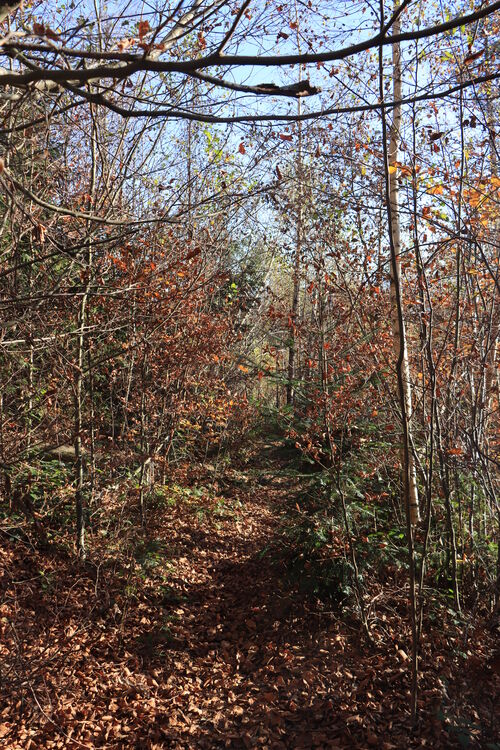 Verwunschene Pfade auf dem Rückweg zum Gut Harlachberg
