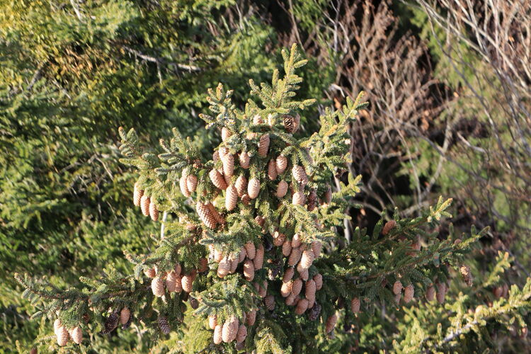 Die Fichtenzapfen sind zum Greifen nah