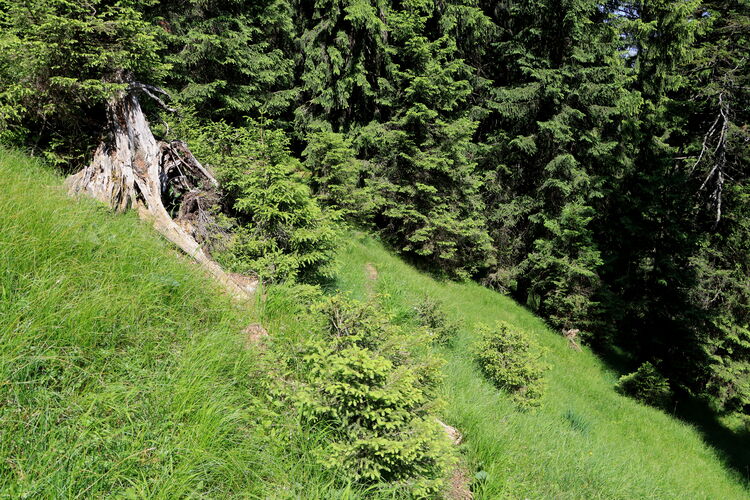 Im Gras manchmal kaum zu sehen, dennoch ist der Steig bestens ins Schuss