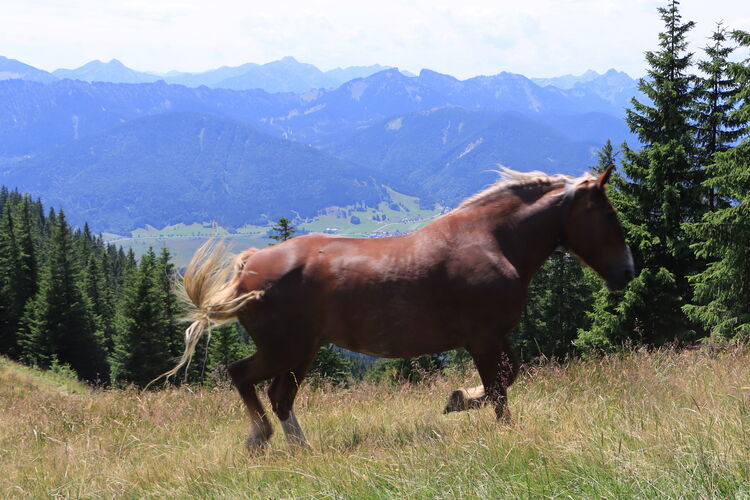 Für eine gute Belichtungseinstellung blieb keine Zeit ...